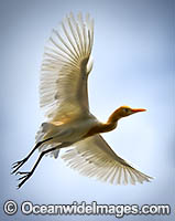 Cattle Egret (Bubulcus ibis), showing orange-buff plumes during breeding season. Found in the tropics, subtropics and warm temperate areas of Australia. Originally native to Asia, Africa and Europe, but has now migrated worldwide.