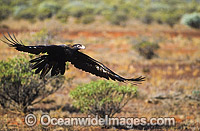 Wedge-tailed Eagle (Aquila audax), in flight. Photo taken in Central Australia.