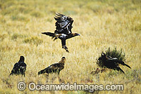Wedge-tailed Eagles (Aquila audax) feeding on a Red Kangaroo carcass. Photo taken in Central Australia.