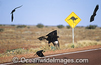 Wedge-tailed Eagles (Aquila audax) and Australian Raven (Corvus coronoides), feeding on a Kangaroo carcass on a highway after killed by a vehicle. Photo taken in Central Australia.