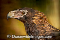 Wedge-tailed Eagles (Aquila audax fleayi), is a subspecies found in Tasmania and it is listed as an endangered species. Wedge-tailed Eagles are Australia's largest bird of prey, and is also found in southern New Guinea.