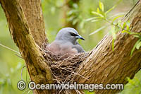 White-browed Woodswallow (Artamus superciliosus), female in nest. Found in forests, woodlands, heath and spinifex throughout Australia.