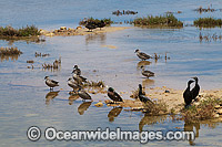 Pacific Black Duck (Anas superciliosa), Chestnut Teal (Anus castanea) and Little Black Cormorant (Phalacrocorax sulcirostris), resting on an estuary. Photo taken on Eyre Peninsula, South Australia, Australia.