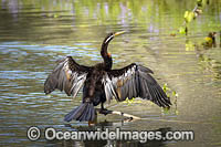 Australian Darter (Anhinga novaehollandiae) - male. Also known as Australasian Darter. Found in most wetlands throughout Australia, Indonesia and Papua New Guinea.