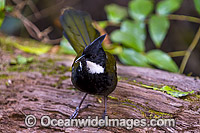 Eastern Whipbird (Psophodes olivaceus), male. Found in rainforests, wet eucalypt forests, heaths and dense regeneration forests throughout eastern Australia. Photo talen at Lamington Nat. Park. Queensland.