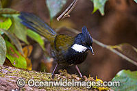 Eastern Whipbird (Psophodes olivaceus), male. Found in rainforests, wet eucalypt forests, heaths and dense regeneration forests throughout eastern Australia. Photo talen at Lamington Nat. Park. Queensland.