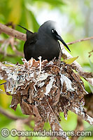Black Noddy (Anous minutus) nesting in a Pisonia tree forest. Also known as White-capped Noddy. Found throughout Australia, and widespread in Pacific Ocean, central Atlantic and northeast Indian Ocean. Photo Heron Island, Great Barrier Reef, Australia