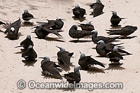 Black Noddy (Anous minutus) sunbaking with wings out-stretched in order to free themselves of bird lice and ticks. Also known as White-capped Noddy. Found throughout Australia, widespread in Pacific Ocean. Photo Heron Island, Great Barrier Reef, Australia
