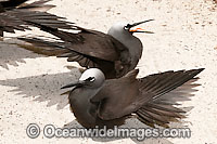 Black Noddy (Anous minutus) sunbaking with wings out-stretched in order to free themselves of bird lice and ticks. Also known as White-capped Noddy. Found throughout Australia, widespread in Pacific Ocean. Photo Heron Island, Great Barrier Reef, Australia