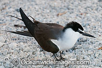 Bridled Tern (Onychoprion anaethetus, formerly Sterna anaethetus). Found in the tropical and sub-tropical seas of north-western and north-eastern Australia, often great distances from land. Photo taken at One Tree Island, Great Barrier Reef, Australia