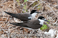 Bridled Tern (Onychoprion anaethetus, formerly Sterna anaethetus). Found in the tropical and sub-tropical coastal seas off north-western and north-eastern Australia, often great distances from land. Photo One Tree Island, Great Barrier Reef, Australia