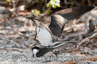 Bridled Tern (Onychoprion anaethetus, formerly Sterna anaethetus) mating pair. Found in the tropical and sub-tropical seas of north-western and north-eastern Australia, often great distances from land. Photo One Tree Island, Great Barrier Reef, Australia