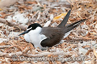 Bridled Tern (Onychoprion anaethetus, formerly Sterna anaethetus) parent bird on nest. Found in the tropical and sub-tropical seas of north-western and north-eastern Australia, often distances from land. One Tree Island, Great Barrier Reef, Australia