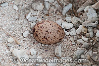 Bridled Tern (Onychoprion anaethetus, formerly Sterna anaethetus) egg in nest made from coral rubble. Found tropical & sub-tropical seas of north-western & north-eastern Australia, often distances from land. One Tree Island, Great Barrier Reef, Australia