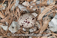 Bridled Tern (Onychoprion anaethetus, formerly Sterna anaethetus) egg in nest made from dry foliage and coral rubble. Found in seas of north-western and north-eastern Australia, often distances from land. One Tree Island, Great Barrier Reef, Australia