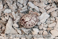 Bridled Tern (Onychoprion anaethetus, formerly Sterna anaethetus) egg in nest made from coral rubble. Found tropical & sub-tropical seas of north-western & north-eastern Australia, often distances from land. One Tree Island, Great Barrier Reef, Australia