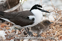 Bridled Tern (Onychoprion anaethetus, formerly Sterna anaethetus) parent bird with chick. Found in the tropical & sub-tropical seas of north-western & north-eastern Australia, often great distances from land. One Tree Island, Great Barrier Reef, Australia