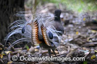 Superb Lyrebird (Menura novaehollandiae). Found in the forests of southeastern Australia, ranging from southern Victoria to southeastern Queensland.