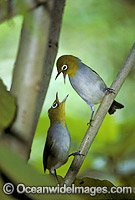 Capricorn Silvereye (Zosterops lateralis chlorocephalus) - pair showing territorial display. Found on the islands of the Capricorn and Bunker Groups, situated at the southern end of the Great Barrier Reef. Photo taken Heron Island, Queensland, Australia