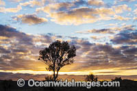 Sunrise in the outback, near Broken Hill, New South Wales, Australia.