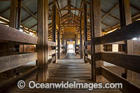Sheep holding pens inside the historic Kinchega Woolshed, built in 1875. Situated in the outback Central Darling district near Menindee, in Kinchega National Park, New South Wales, Australia