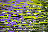 Reflecting Jacaranda tree flower and green grass on the surface of a freshwater pond. Grafton, New South Wales, Australia.