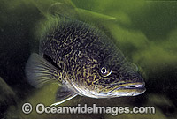 Eastern Freshwater Cod (Maccullochella ikei). Also known as the Clarence River Cod. Mann River, Grafton, New South Wales, Australia. Listed as Endangered Species on the IUCN Red List.