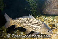 European Carp (Cyprinus carpio). Also known as Common Carp, German Carp, Leather Carp, Mirror Carp and Koi. Introduced Freshwater Pest Species, found extensively in South Eastern Australia and the Murray-Darling Basin, Australia