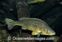Estuarine Barramundi (Lates calcarifer). Tropical Australian Waters. Prized commercial eating fish.