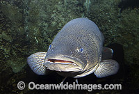 Murray Cod (Maccullochella peelii peelii). Also known as Murray Freshwater Cod, Goodoo, Greenfish and Codfish. Murray-Darling River system and region, Australia. Listed as Critically Endangered in the IUCN Red List.