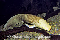 Australian Lungfish (Neoceratodus forsteri). Also known as Queensland Lungfish, Djellah and Ceratodus. Burnett and Mary River systems, Queensland, Australia. Listed as Endangered Species in CITES. A Protected Species.