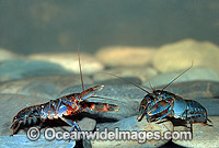Freshwater Yabby (Cherax sp.). Also known as Freshwater Crayfish. Highland Stream, Cathedral Rock National Park, New South Wales, Australia.