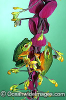 Dainty Tree Frogs (Litoria gracilenta) on ginger flower. Eastern Australia
