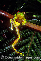 Red-eyed Tree Frog (Litoria chloris). Eastern Australia