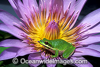 Eastern Dwarf Tree Frog (Litoria fallax) on Water lily flower. Eastern Australia