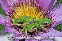 Eastern Dwarf Tree Frogs (Litoria fallax) on Water lily flower. Eastern Australia
