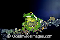White-lipped Tree Frog (Litoria infrafrenata). Also known as Giant Tree Frog. Cape York Peninsula, Queensland, Australia
