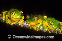 Courting Red-eyed Tree Frogs (Litoria chloris). Eastern Australia