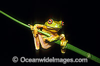 Red-eyed Tree Frog (Litoria chloris). Eastern Australia