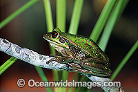 Green and Golden Bell Frog (Litoria aurea). New South Wales, Eastern Australia. Rare and endangered species.