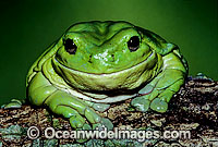 Green Tree Frog (Litoria caerulea). Eastern Australia