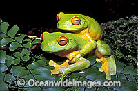 Mating Red-eyed Tree Frogs (Litoria chloris). Eastern Australia