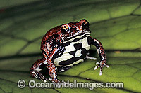 Red-backed Toadlet (Pseudophryne coriacea). Coffs Harbour, New South Wales, Australia