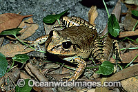 Great Barred Frog (Mixophyes fasciolatus). Coffs Harbour, New South Wales, Australia