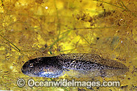 Striped Marsh Frog (Limnodynastes peronii) - tadpole showing early stage leg development. Cathedral Rocks National Park, New South Wales, Australia