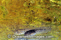 Striped Marsh Frog (Limnodynastes peronii) - tadpoles. Cathedral Rocks National Park, New South Wales, Australia