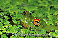 Red-eyed Tree Frog (Litoria chloris) in duck weed. Eastern Australia