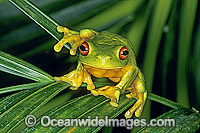 Red-eyed Tree Frog (Litoria chloris) on palm frond. Eastern Australia