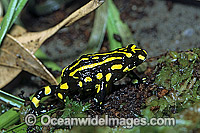 Corroboree Frog (Pseudophryne corroboree). Alpine country of New South Wales, Australia. Rare and endangered species.