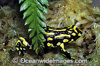 Corroboree Frog (Pseudophryne corroboree). Alpine country of New South Wales, Australia. Rare and endangered species.